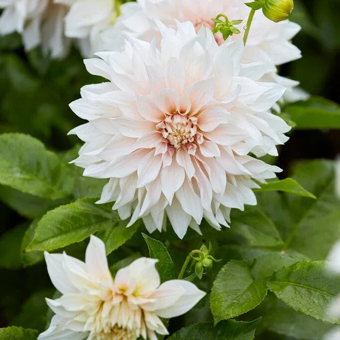 Dahlia cafe au lait