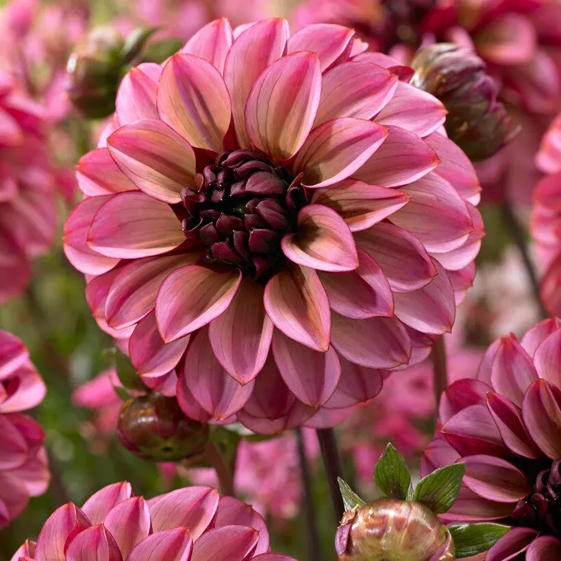 Dahlia Dekorativ Senior's Hope -Svedberga